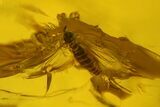 Three Fossil Flies (Diptera) and Several Mites (Acari) in Baltic Amber #183611-4